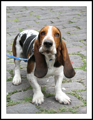 Basset Hound