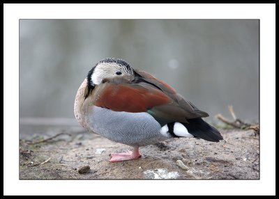 Chiloe wigeon