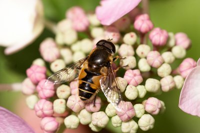 Hmm pollen