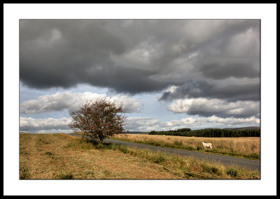 Moorland tree