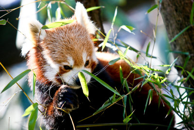 Bronx Zoo-12.jpg