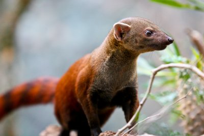 Bronx Zoo-33.jpg