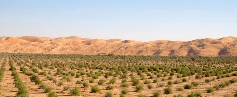 Liwa Oasis