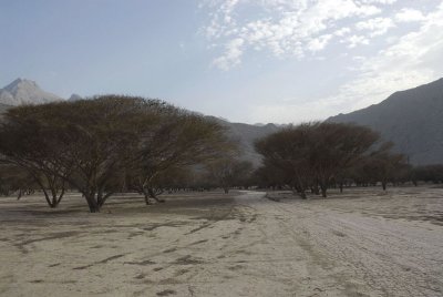 Mussandam - Acacia Forest