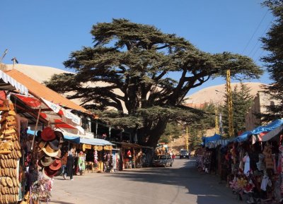 Cedars