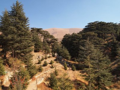 Cedars