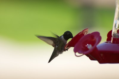 Wildlife / Pets