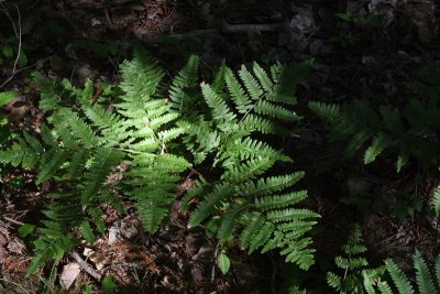 Bracken Fern