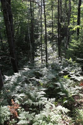 On The Nature Walk 3