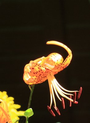 Tiger Lilly1