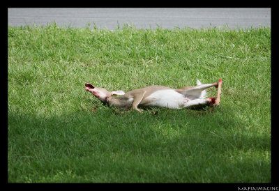 deer1.jpg