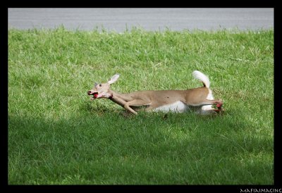 deer2.jpg