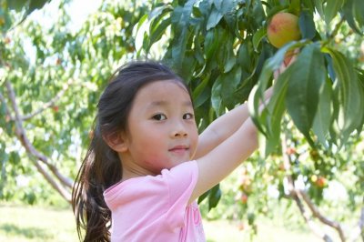 2009-09-6 Peach Picking 采苹果