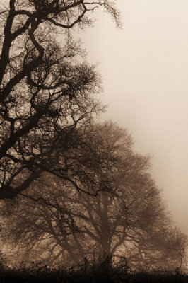 misty trees_2.jpg
