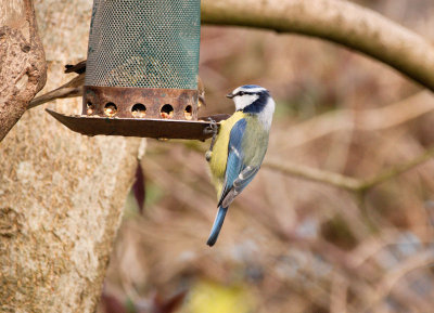 blue tit [and sparrow]