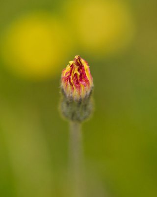 small flower_1