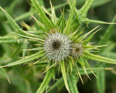 thistle_3.jpg