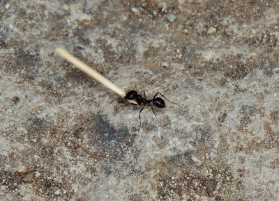 Epidavros ant.jpg