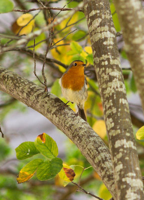 Robin and Autumn Leaves