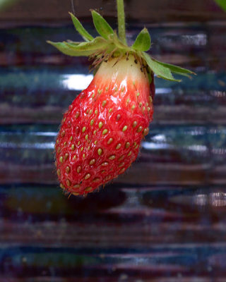 Strawberry_1.jpg
