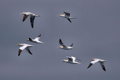 Flight of gannets