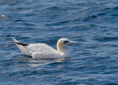 Gannet