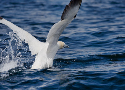 Gannet