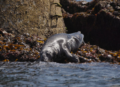 Seals on Black Rock