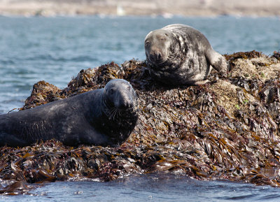 Seals on Black Rock