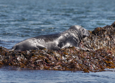 More Seals on Black Rock