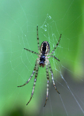 September Spider.jpg