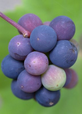 Chagford grapes.jpg