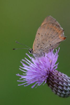 Butterfly_100.jpg