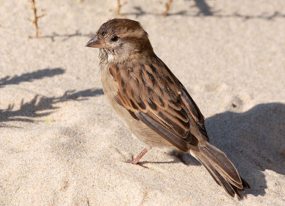 Beach Sparrow