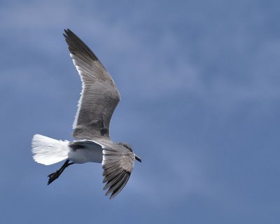 Seagull_3.jpg