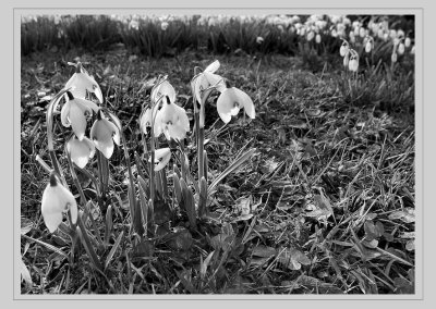 snowdrops_2.jpg