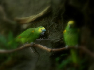 blurredbirds