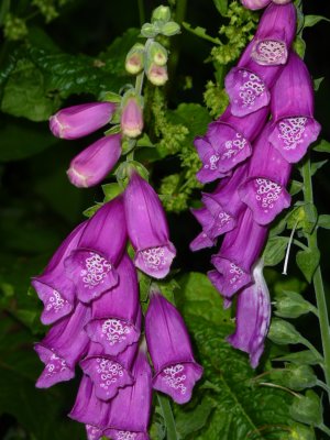 Columbia flowers.