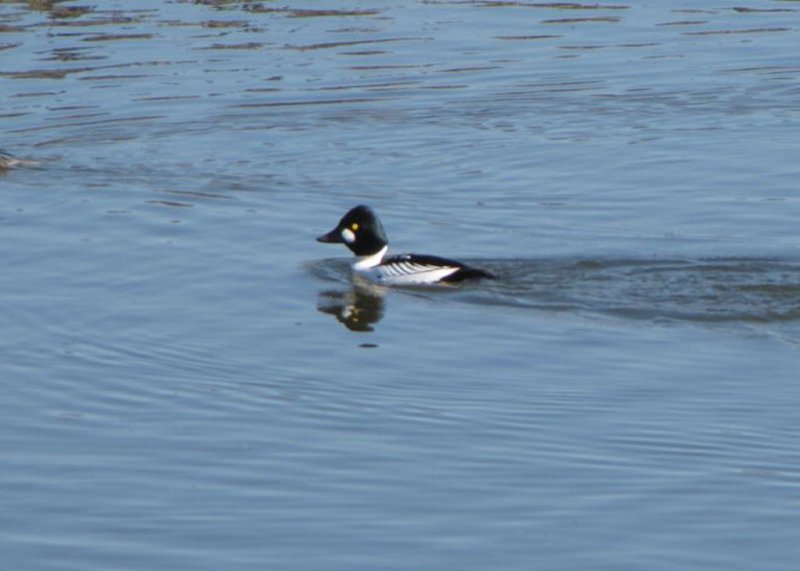 Common Goldeneye