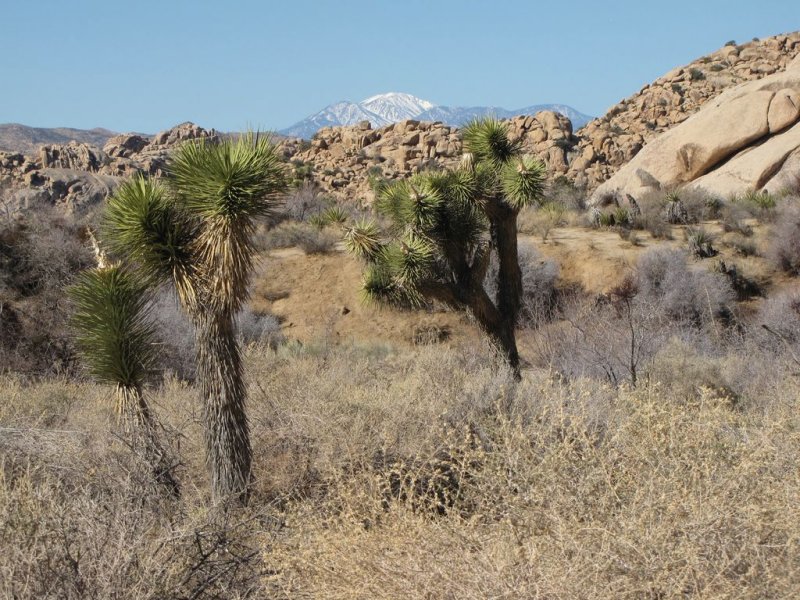 Cacti