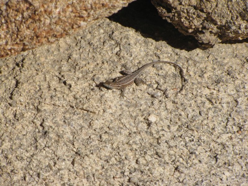 Lizard