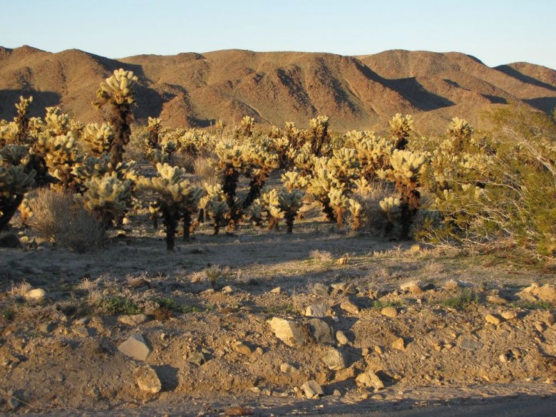Afternoon Sun on Cholla