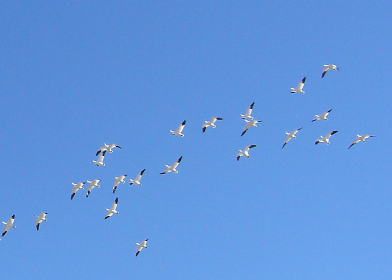 Rosss Geese at Salton Sea