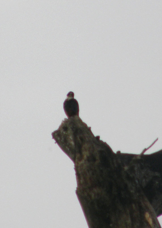 Bat Falcon