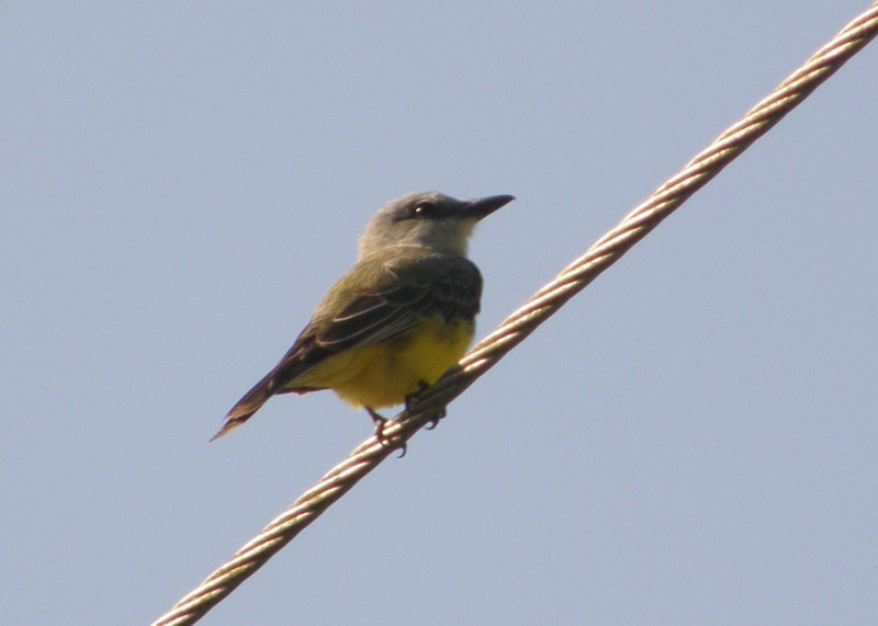 Panama Flycatcher