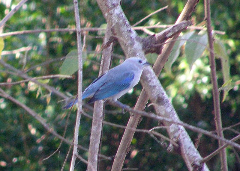 Blue-gray Tanager