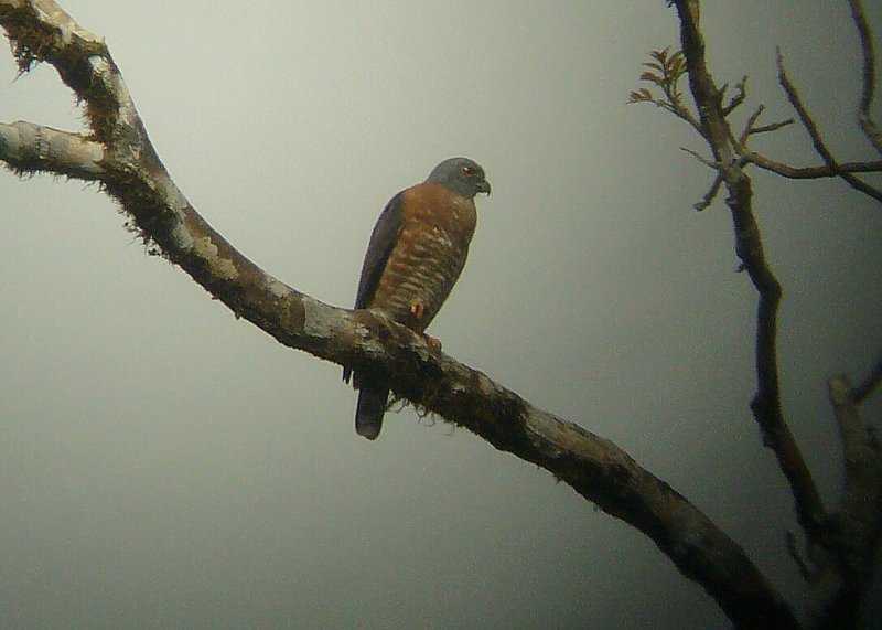 Double-toothed Kite
