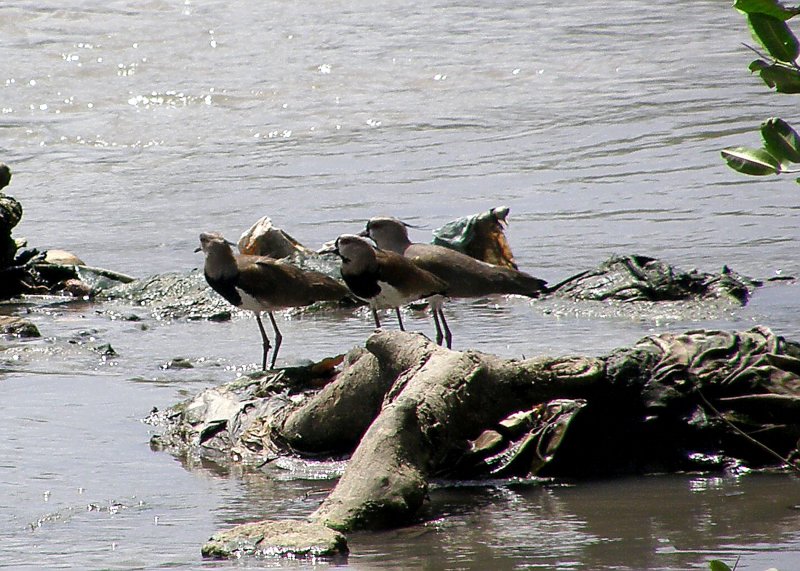 Southern Lapwings