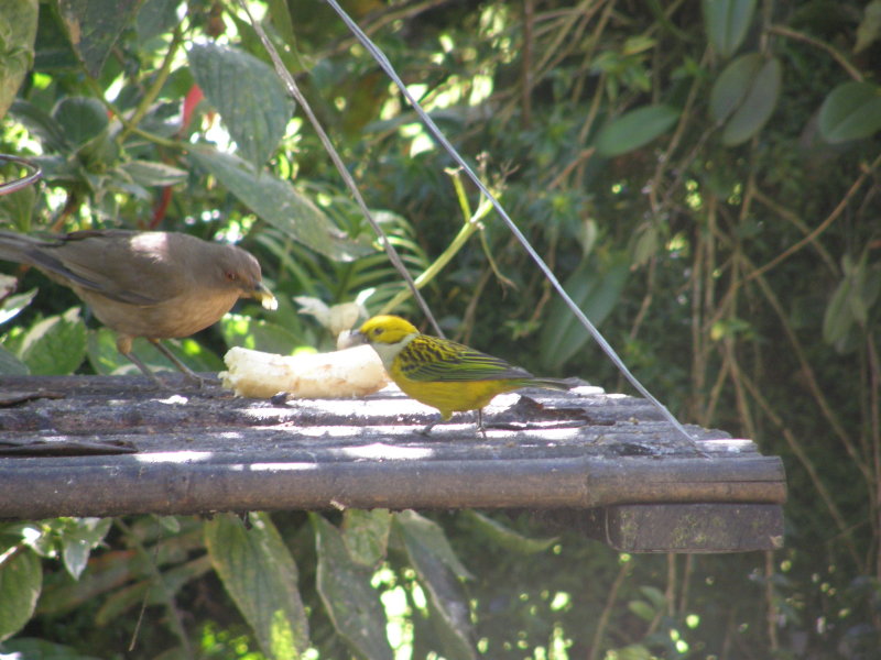 Silver-throated Tanager