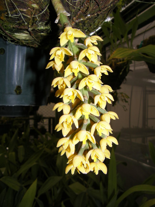 Orchids